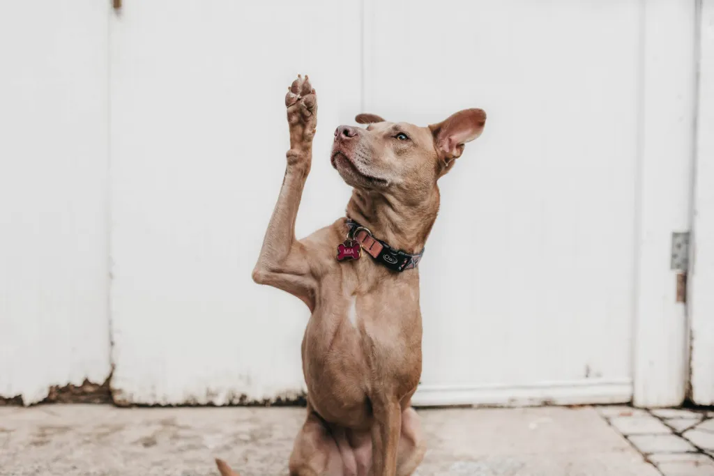 a short-haired, large dog sits in front of a white wall. She raises one paw and looks upward.